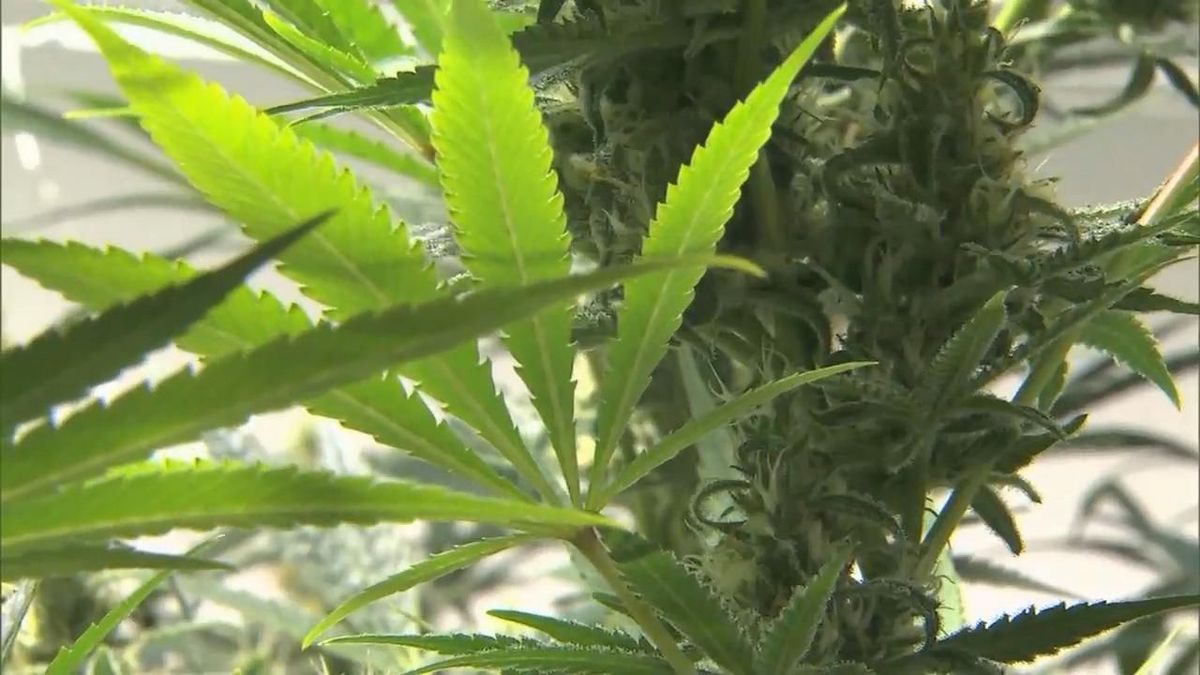 Arkansas now accepting medical marijuana applications
